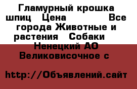 Гламурный крошка шпиц › Цена ­ 30 000 - Все города Животные и растения » Собаки   . Ненецкий АО,Великовисочное с.